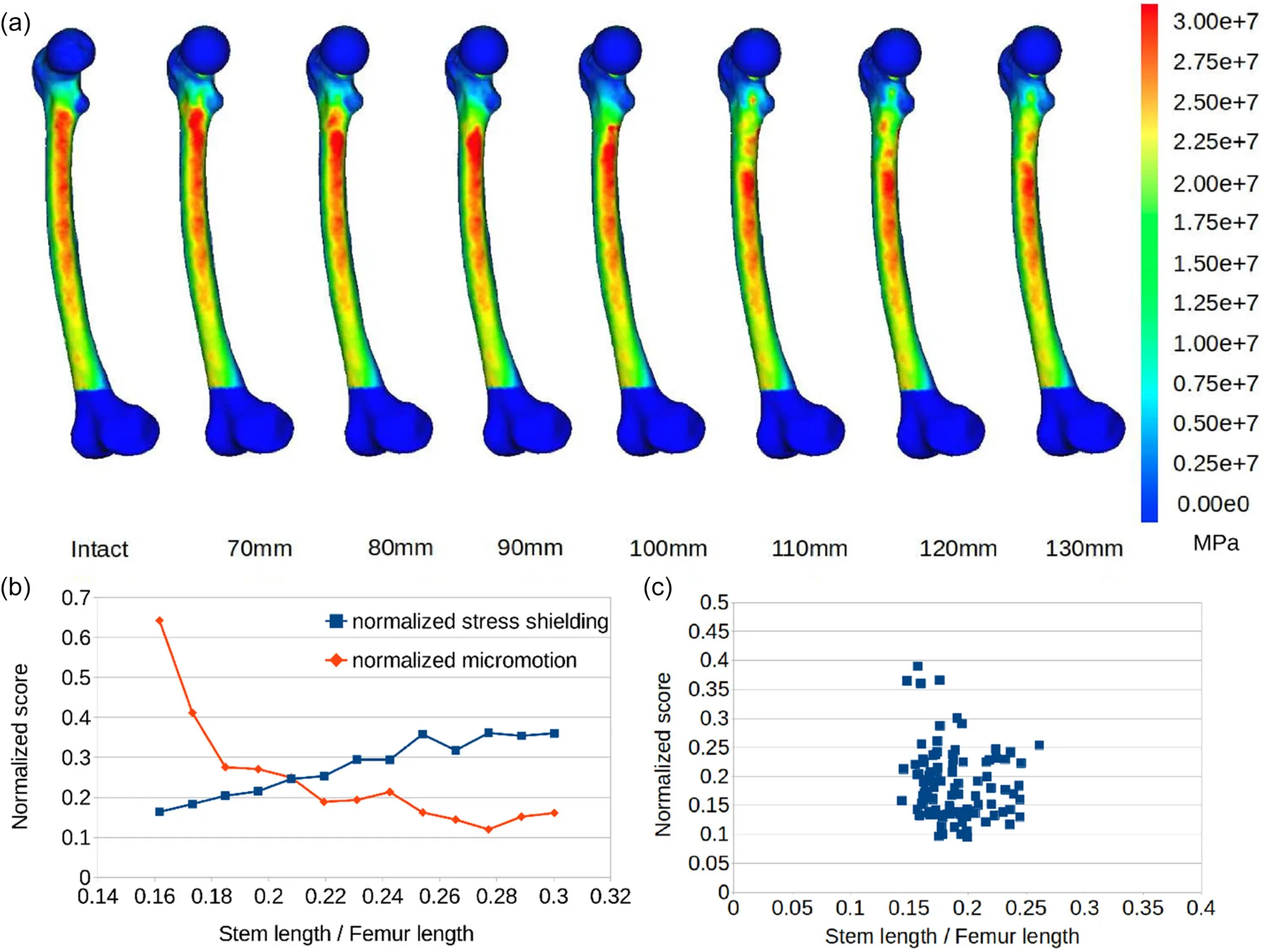 Stem-to-Femur Ratio Analysis